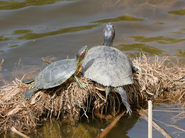 <h3><a href="/trips/extramadura/biota/animalia/chordata/testudines/emydidae/trachemys scripta elegans/trachemys scripta elegans-nl.html">Trachemys&nbsp;scripta&nbsp;elegans</a> / Pond&nbsp;slider / Lettersierschildpad</h3>OM-1 Mark II met OLYMPUS M.150-400mm F4.5, 1/2000 sec  bij F4.5, ISO 640, afstand 22.4&nbsp;m